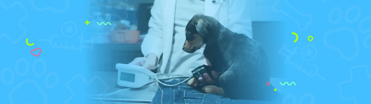 Hospital de animales